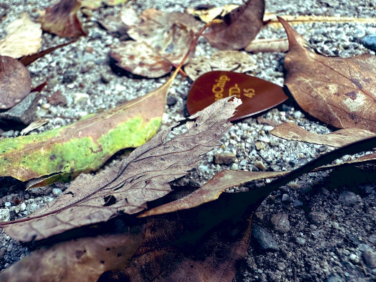 Drakskipさんが木の葉の中に落としたピックが、PAゆずるしの手により見つかったようです🍂🍁

よかった！すご！

<a href="/Drakskip/">ドレクスキップ</a>