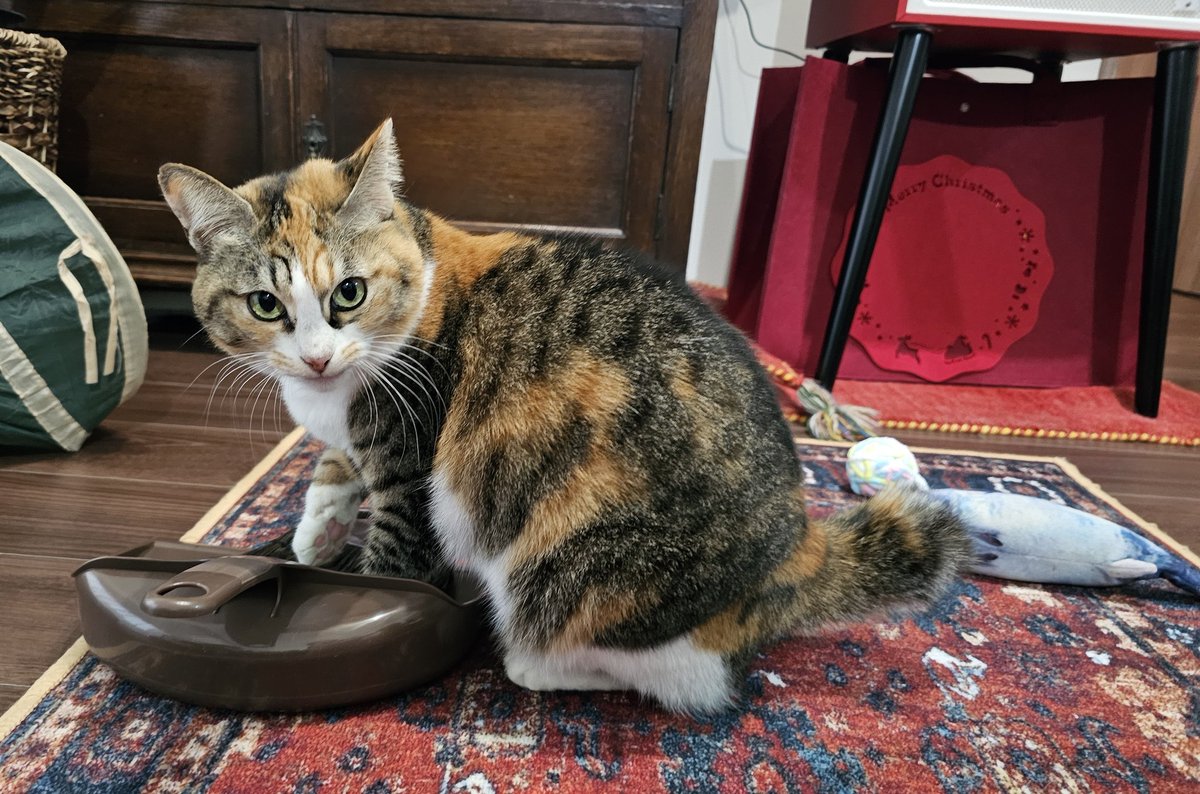 これ、あたちに買ってきたの？