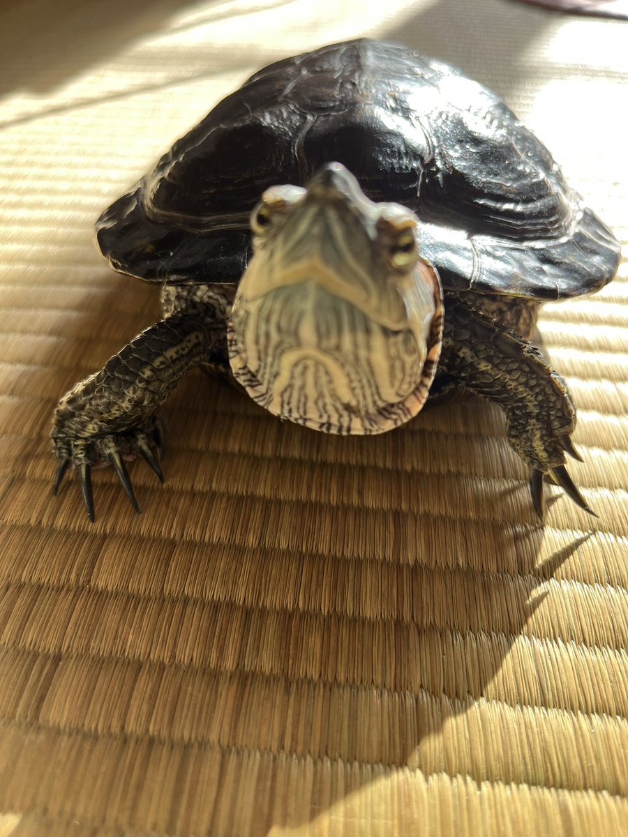 亀 #ミドリガメ #アカミミガメ #爬虫類 #turtle #水槽 #アクアリウム