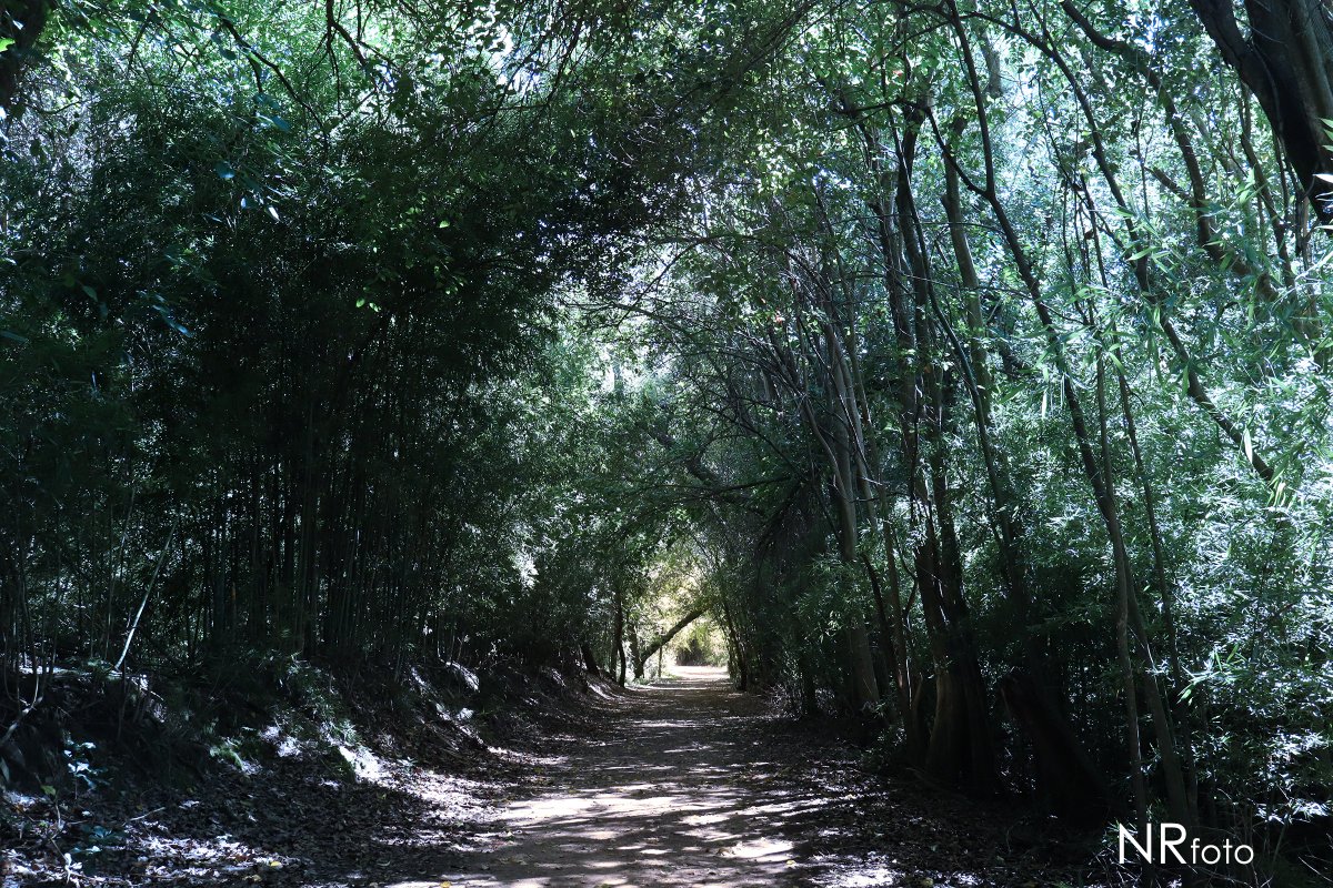 Ecoparque de San Fernando, provincia de Buenos Aires, Argentina #ecoparque #sanfernando #naturaleza #arboles #landscape #parque #fotografía #color #paisaje #photography #photo #park #trees #ecología #ecology #nature #parc #ecologie #photographier #argentina #arbres #paysage