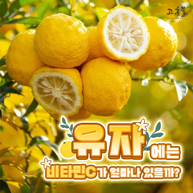 yangmiso360352's tweet photo. repsted from@goheung_mall🍋✨ 유자, 비타민 C의 제왕! ✨🍋

겨울철 면역력 강화에 유자만한 과일이 없죠?
유자에는 비타민 C가 100g당 100mg~150mg이나 들어 있어,
오렌지보다 더 많은 양을 자랑해요! 💪

비타민 C는 면역력 증진은 물론, 피부 건강과 항산화 작용까지
도와주는 중요한 영양소예요 https://t.co/u2MKBHQ6FE
