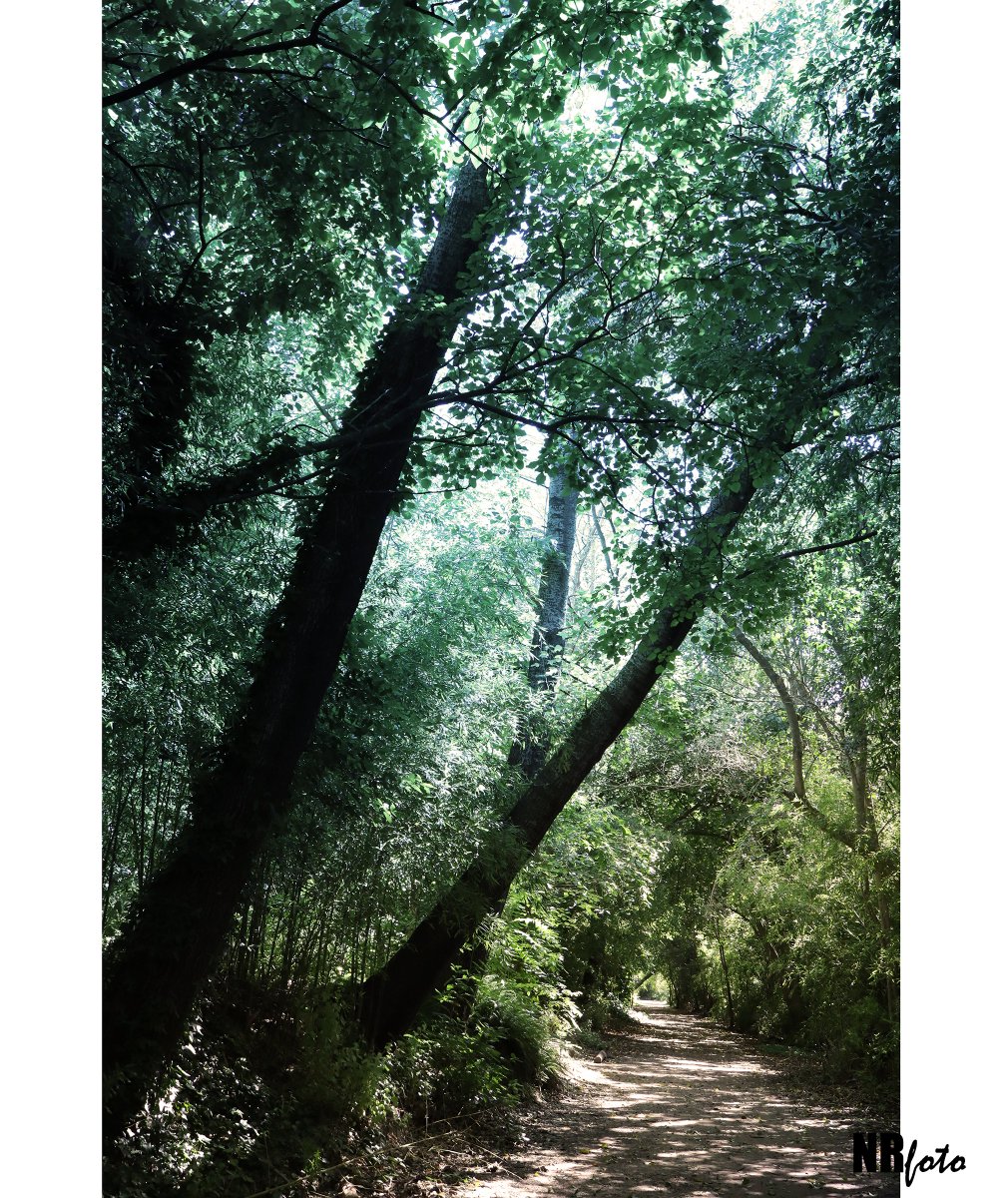 Ecoparque de San Fernando, provincia de Buenos Aires, Argentina #ecoparque #sanfernando #naturaleza #arboles #landscape #parque #fotografía #color #paisaje #photography #photo #park #trees #ecología #ecology #nature #parc #ecologie #photographier #argentina #arbres #paysage