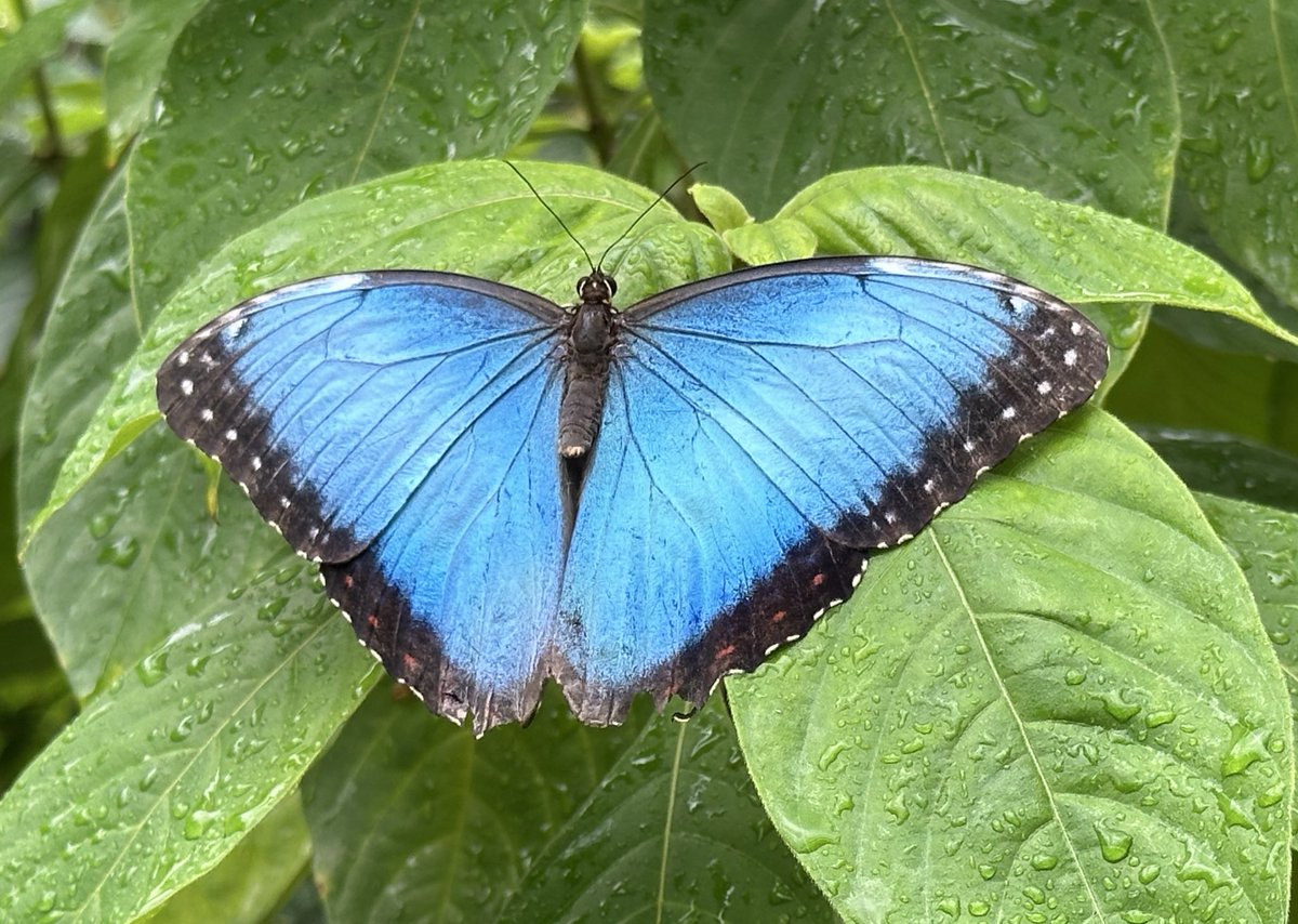 Dan de Silva tweet media