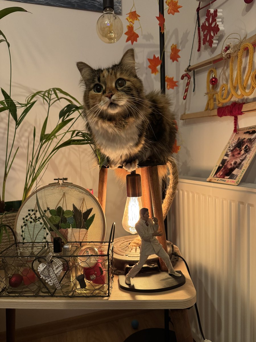 Işık süsü olan canım kedim🤣