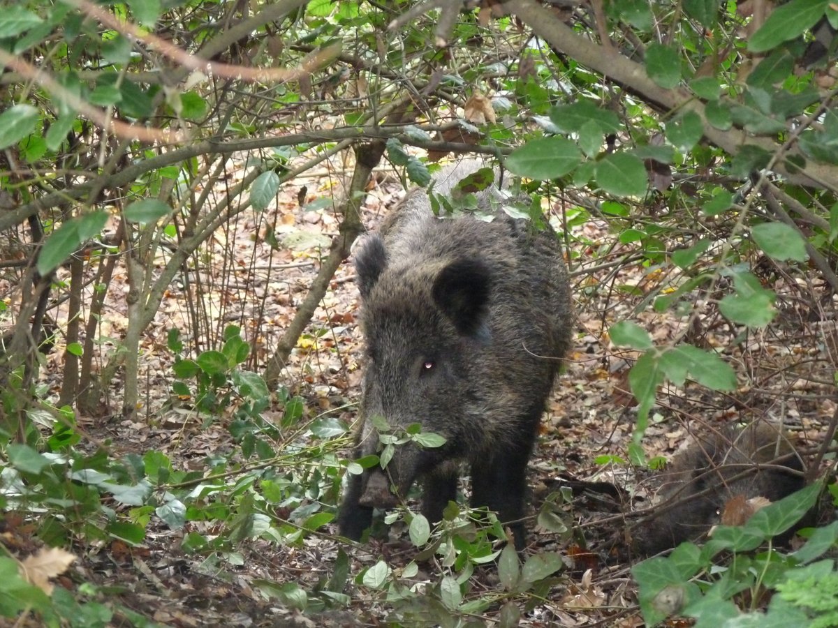 🔴Mesures per focus de Pesta Porcina Africana:
Zona d'infecció - prohibició total d'activitats: <a href="/parcncollserola/">Parc Natural de Collserola</a>, Terrassa i Montcada i Reixac.
Zona de vigilància - restriccions: afecta municipis de #ParcSantLlorenç, #ParcMarina, #ParcLitoral, <a href="/StMiqueldelFai/">Sant Miquel del Fai. EN Cingles de Bertí</a> i <a href="/parcncollserola/">Parc Natural de Collserola</a>.