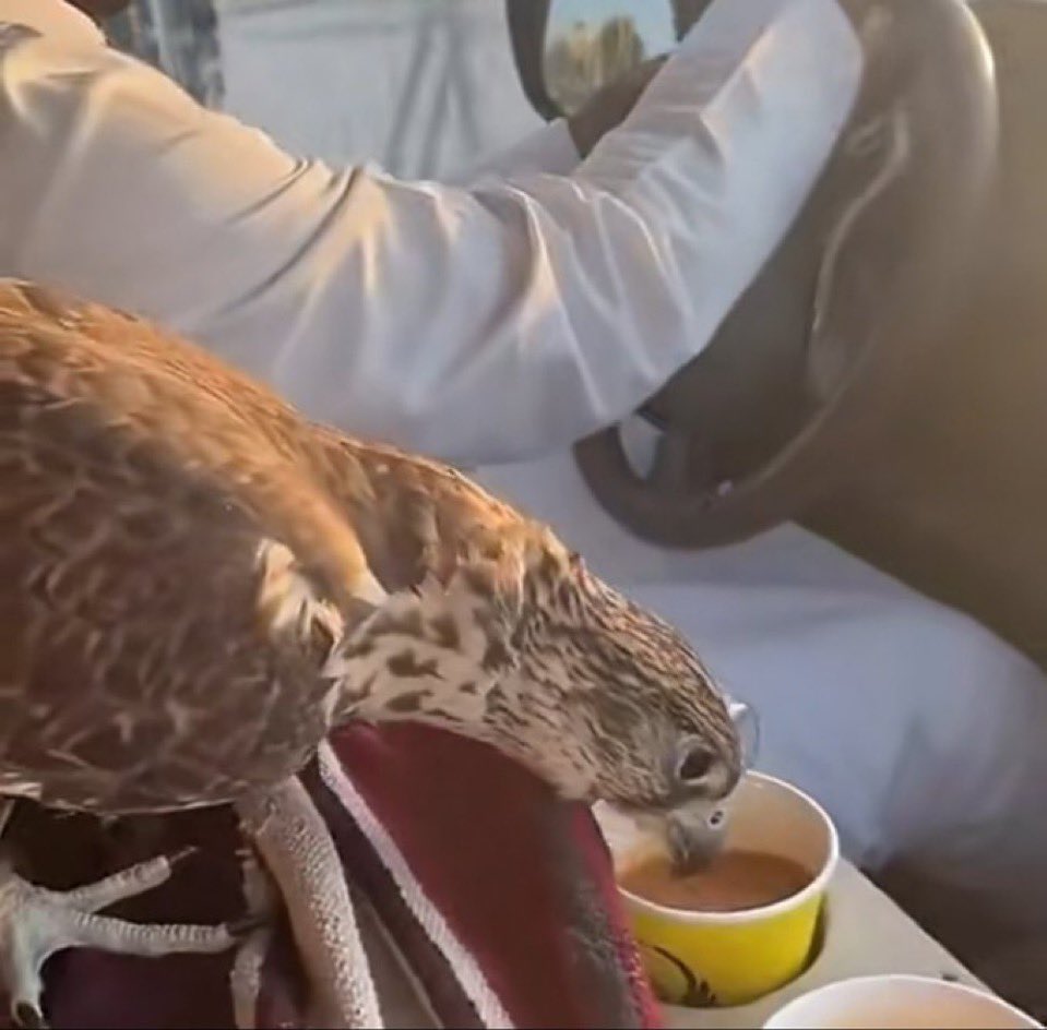 المشروب الرسمي في قطر حتى الصقر قام يشرب ويانا