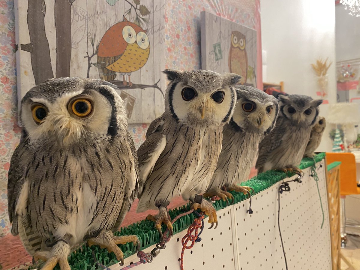fukurounomise00's tweet photo. こんにちは☺️
お客さま待ってるちびちゃんたち🦉🩷
『只今すぐにご入店いただけます🦉』
byちびっ子

#フクロウのみせ #フクロウカフェ #月島 #owlcafe #可愛��� #アフリカオオコノハズク https://t.co/Px0xMU4SM9
