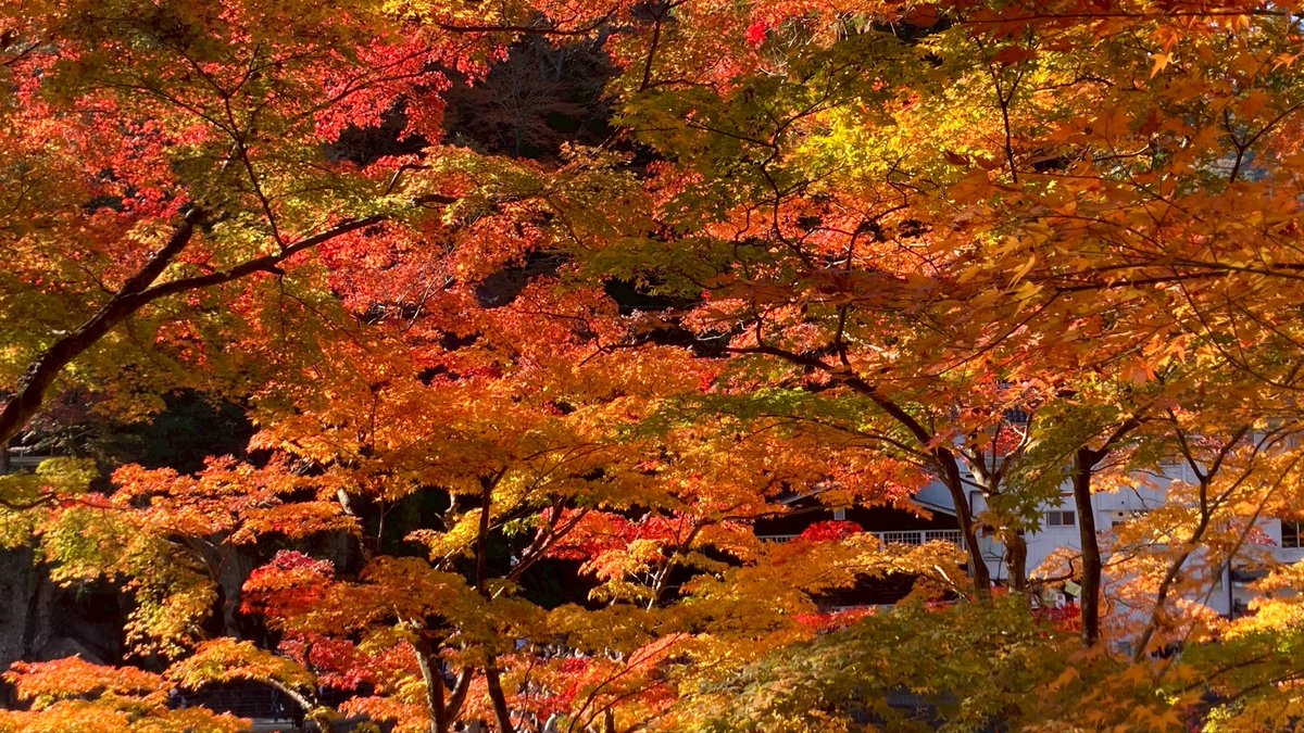 3Vp89's tweet photo. 先週、香嵐渓行って来ました🍁 https://t.co/3JG0jO3OOl