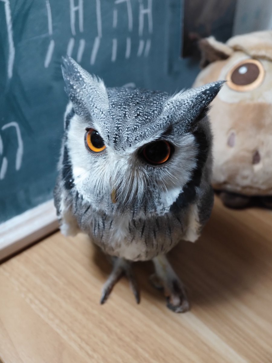sesame_owl's tweet photo. https://t.co/pWcwe1Nxz1