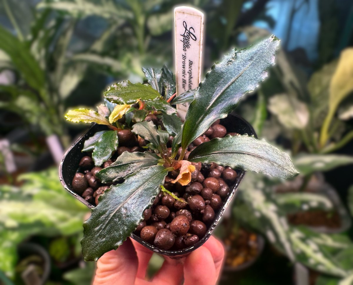 たかまなのなにやや 2013 Kawasaki Ninja ZX-6R 636 ABS For Sale • J&M Motorsports