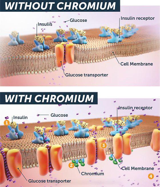 Mind Muscle Project tweet media