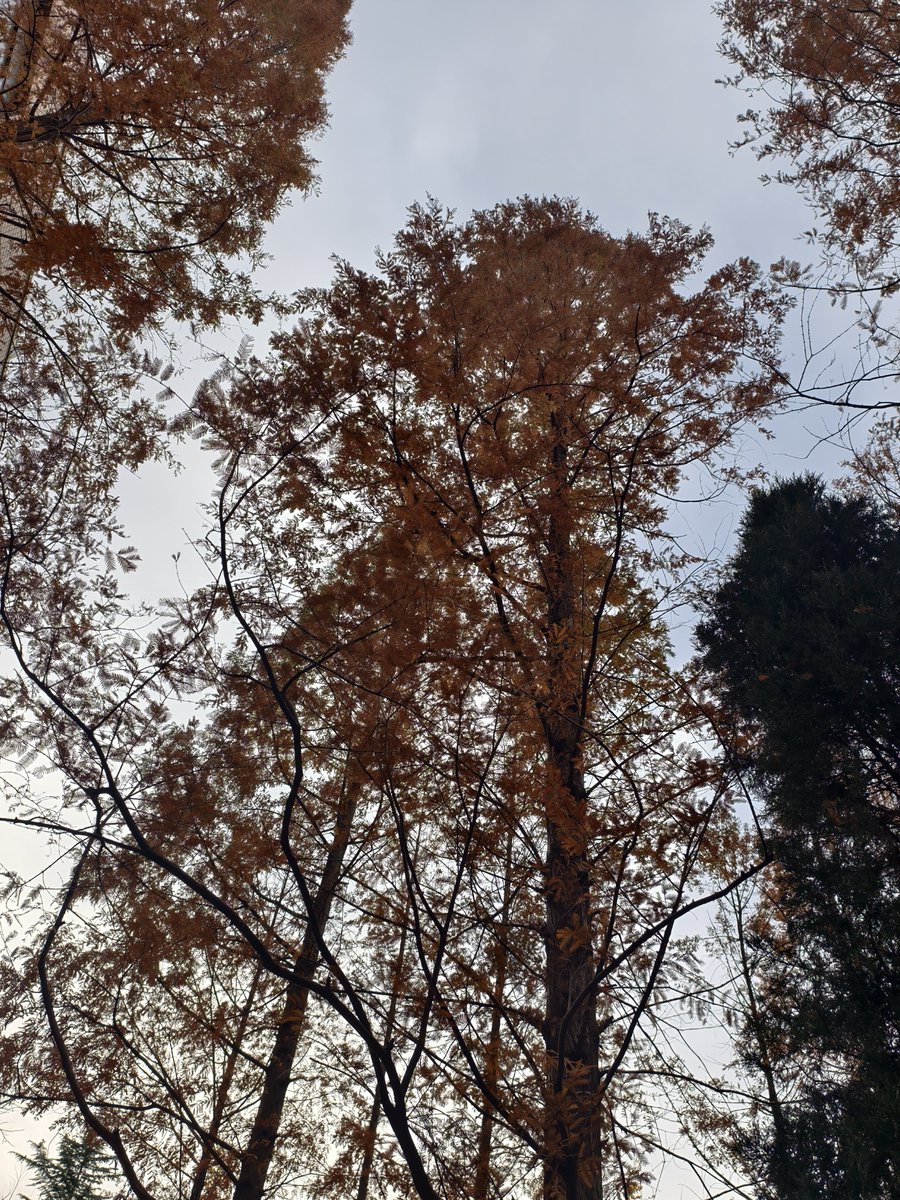 Chan_forest_Xu's tweet photo. 那一抹丹枫，依旧如昨般绚烂 https://t.co/XKen53zGa7