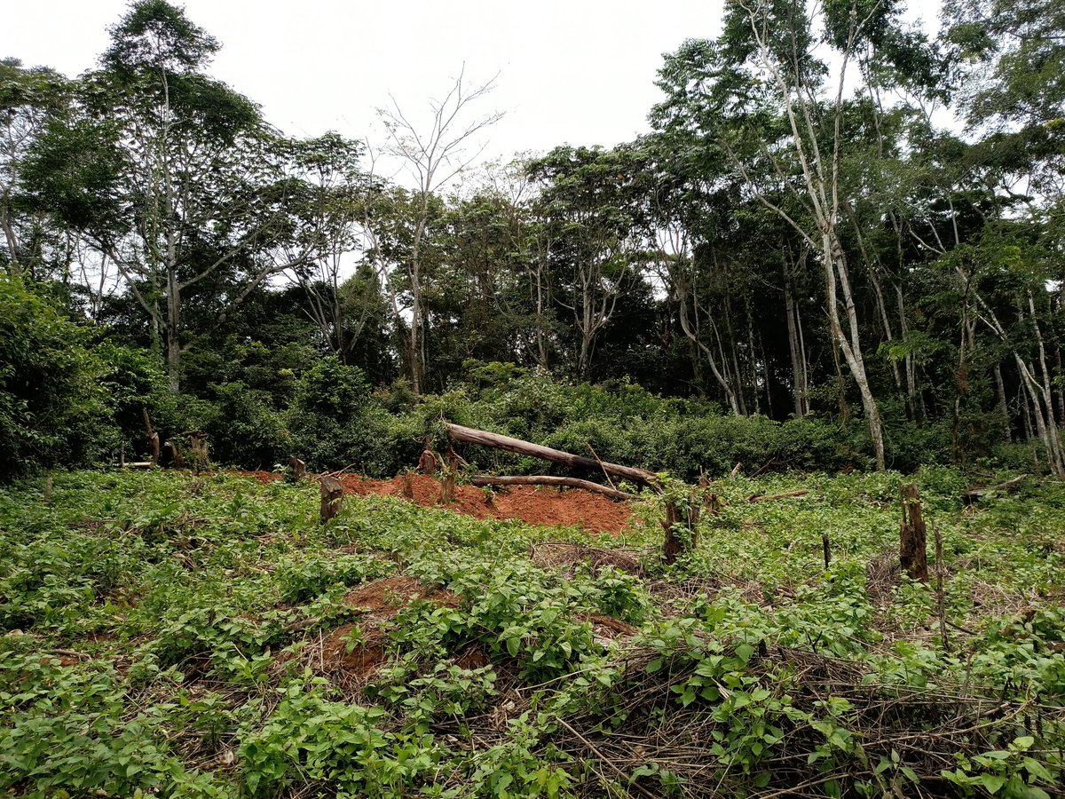Herbicides may remove unwanted plants quickly, but they also harm soil life, insects, and water quality. Give nature room to rebuild naturally,tolerate a wild corner, plant natives, and encourage beneficial insects. Small changes create big ecological wins. #ThinkBeforeYouSpray