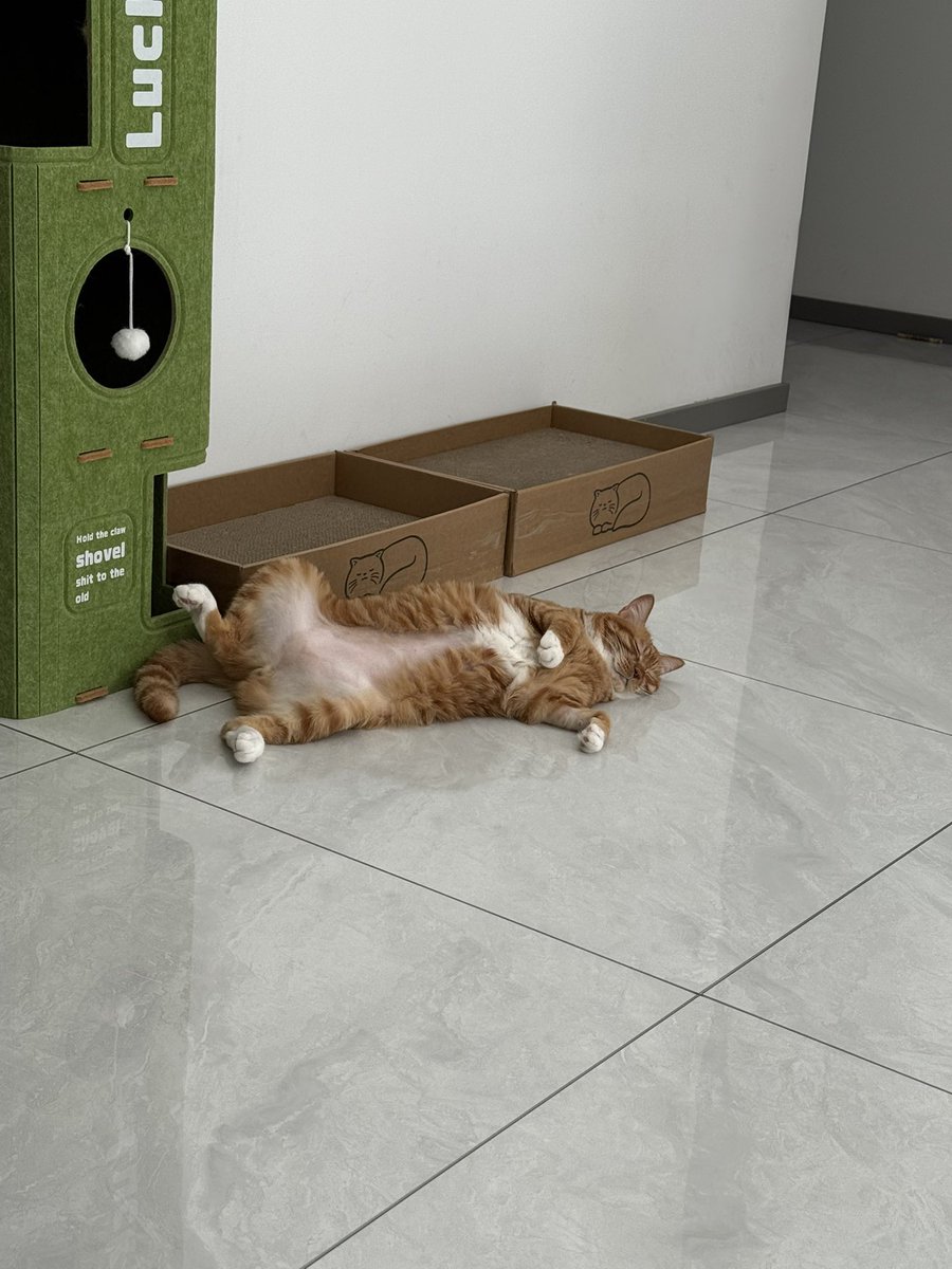 BadDogEgg's tweet image. 叫吃饭就是不动，收起来了，待会别求我。