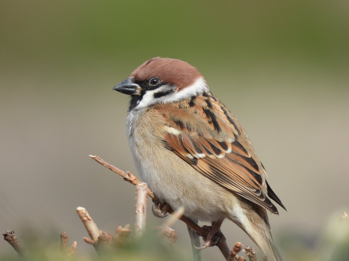 身近な人の魅力に気付くべきです。 #スズメ