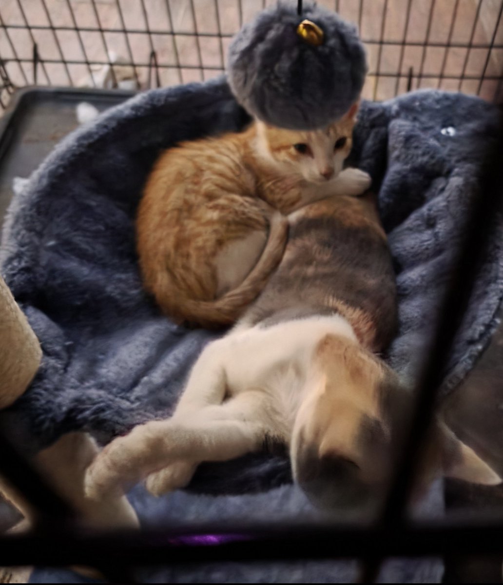 Kittening is better with a sister. 😍