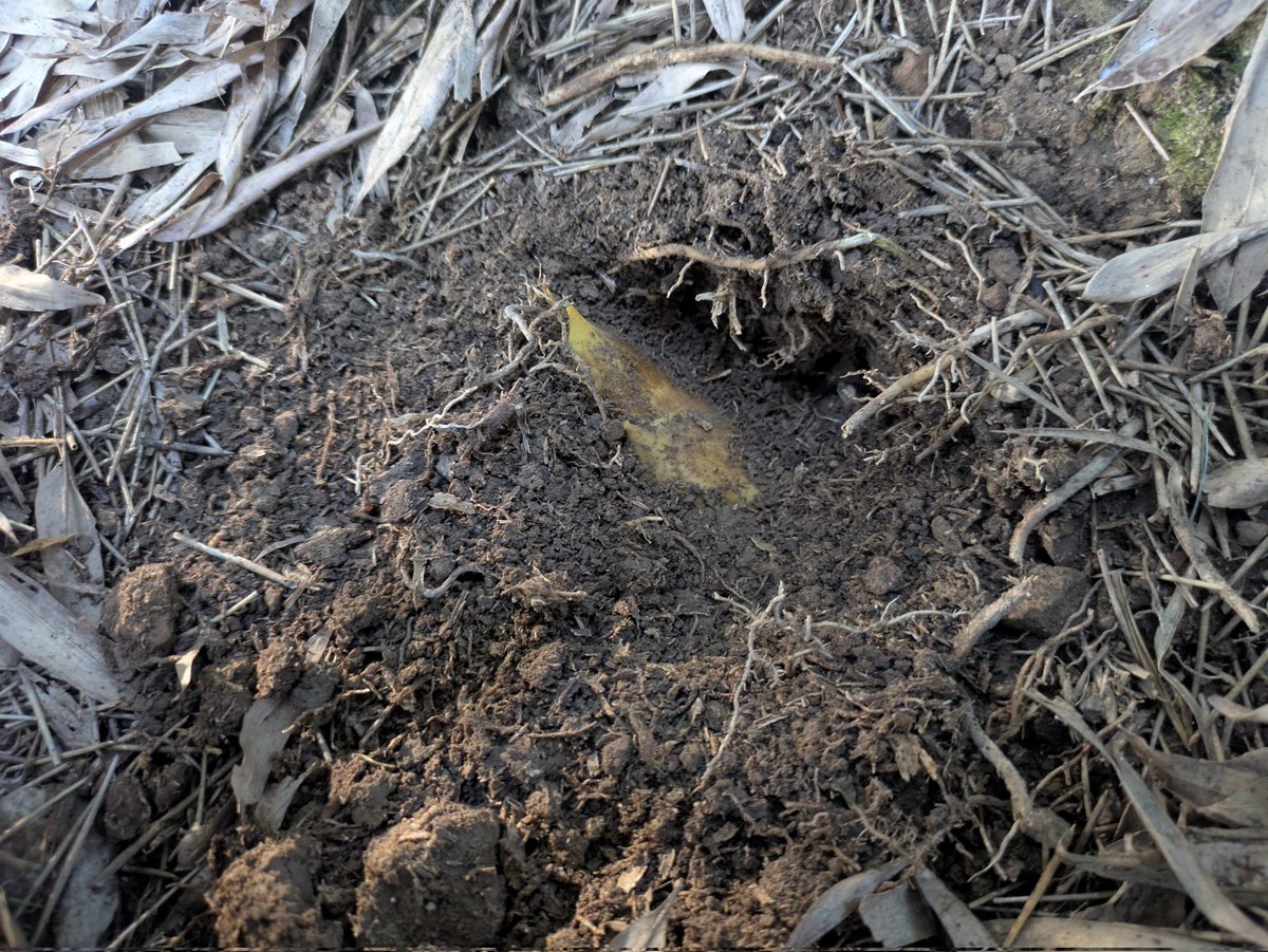 そろそろ出荷開始ですが、結構ありそうな気配！！！