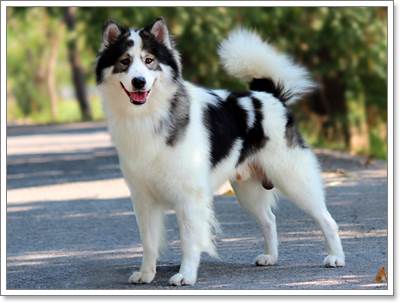 tzugola's tweet image. ขอหมาไทยหลังอาน + บางแก้วด้วยจ้าา