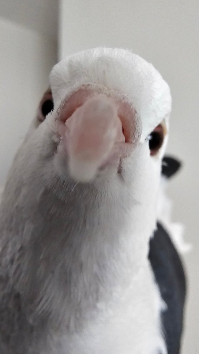 Gelato, the fancy man.