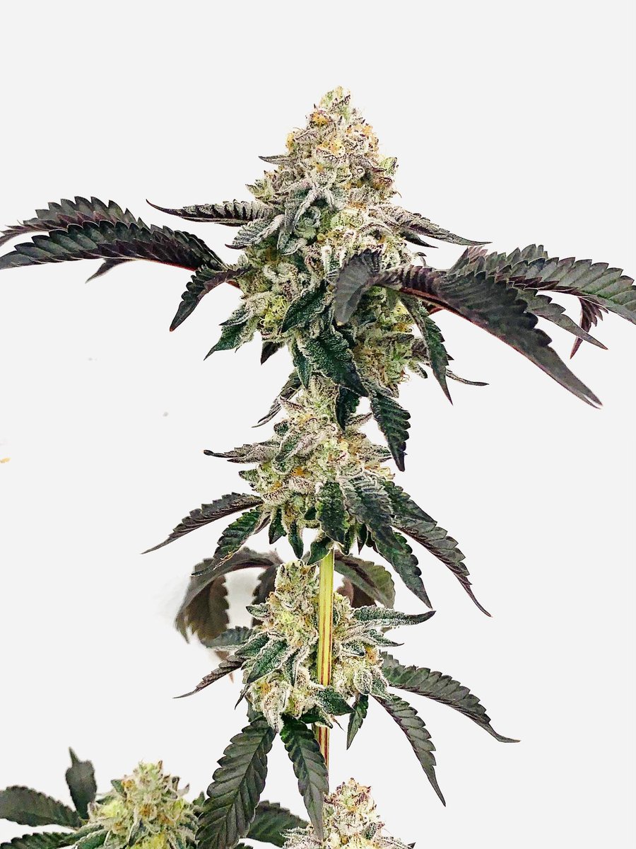 Main_Main671's tweet image. Purple Sherb Saber