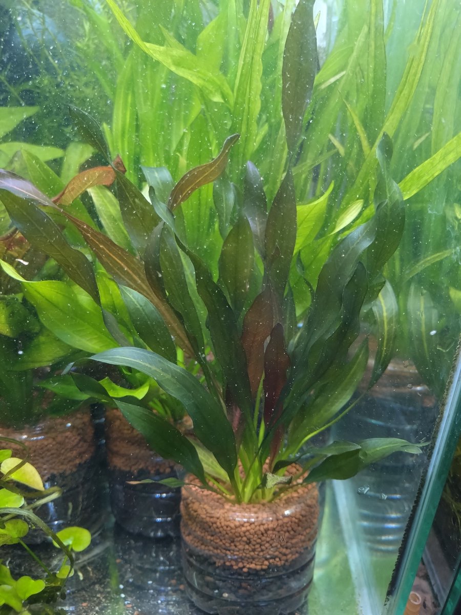エキノドルス ホレマニー レッド 大きくなってきました。 画像の1