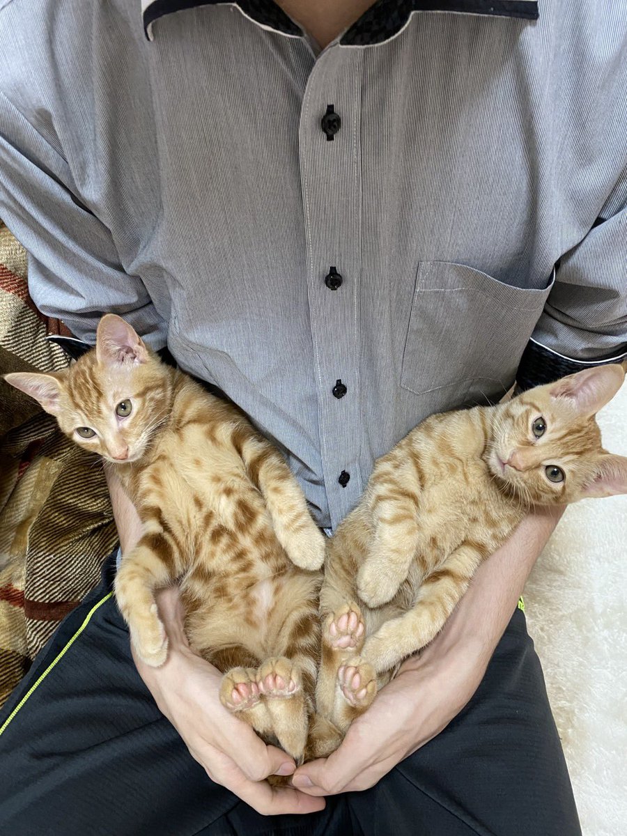 妻のスマホに入ってた子猫時代の写真が可愛すぎた
＃猫