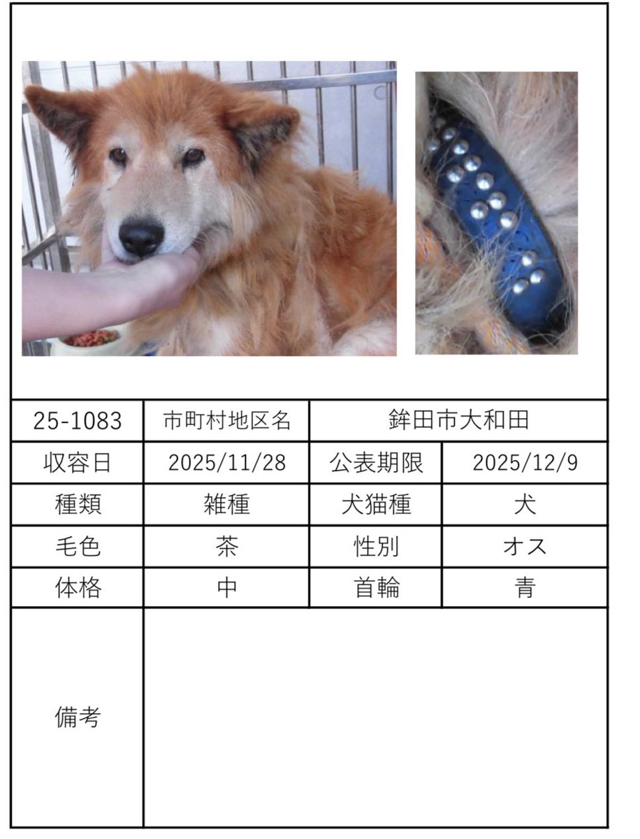 ちい🆘茨城県小美玉市田木谷 迷子犬を探しています tweet media