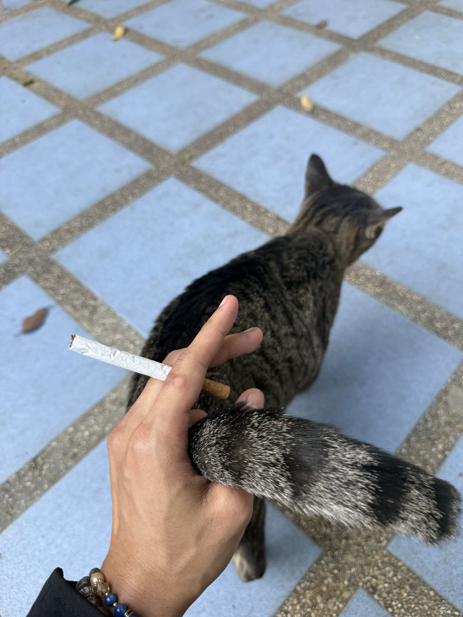 Ravenmelonia's tweet image. เห้อ ชีวิตเครียด ๆ หลายคนคงต้องเติมนิโคตินจากบุหรี่ แต่สูบไปแล้วแมวคงหนีหาย แล้วทำไมเป็นเราที่มอมแมม เนื้อตัวมีแต่กลิ่นบุหรี่กาแรม แมวถึงได้เอาตัวมาอ้อน มากอด มาจุ๊บ เอาพุงให้เล่น เอาหางมาให้สูบต่อ ไม่แฟร์เลยว่ะ