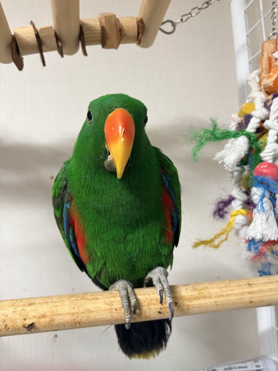SpookyEimi's tweet photo. Loki learnt how to stick his tongue out #parrot #loki #pet #cheeky #hi #streamer #parrotsaspets #kickstreamer https://t.co/pMZg5u0gC8