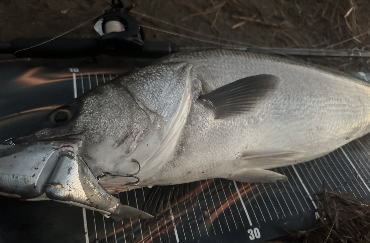 ハゼ釣りおじさん (@hazetsuriojisan) / Posts / X