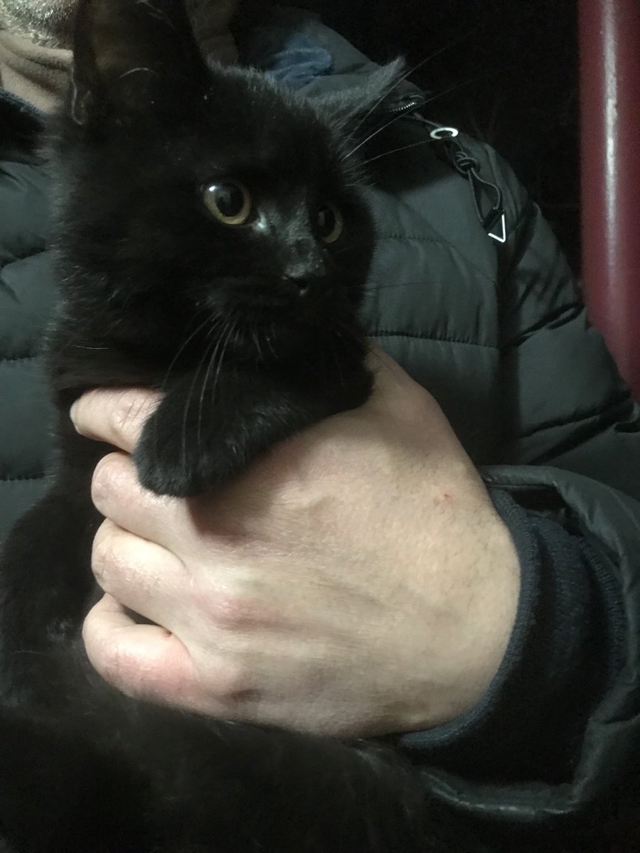 Тернопіль !!шукаю перетримку або відразу дім для чорного котика вік приблизно 4 місяці
Дуже ручний і явно домашній 
Йде до рук шукає дім 
На вулиці небезпечно і важко домашнім котикам
Допоможу з переїздом