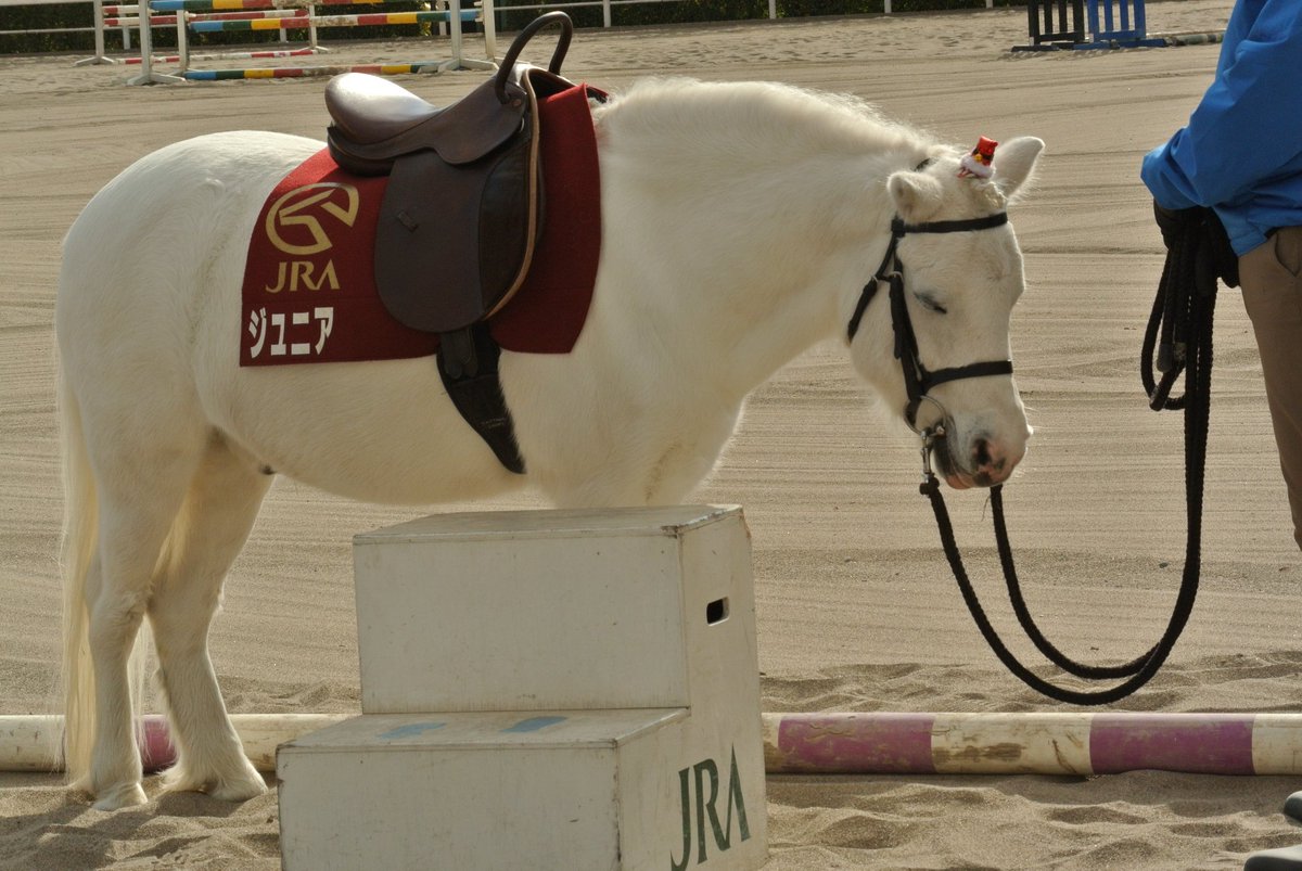 アラオ(36) (@89a_rao) / Posts / X