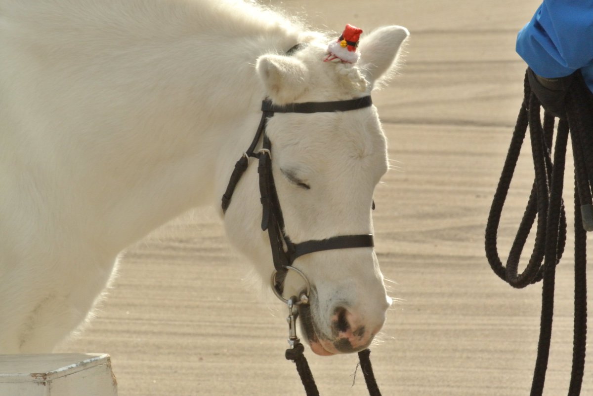 体験乗馬で今日はお子さん少なかったのか、小さいお子さん担当のジュニアがお暇でうとうとしてた😊

ちっちゃいサンタ帽でおめかし🧑‍🎄
