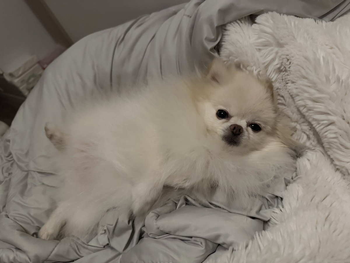 mofpome ْ tweet media