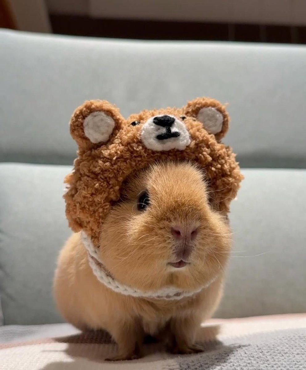 anton_guineapig's tweet image. 