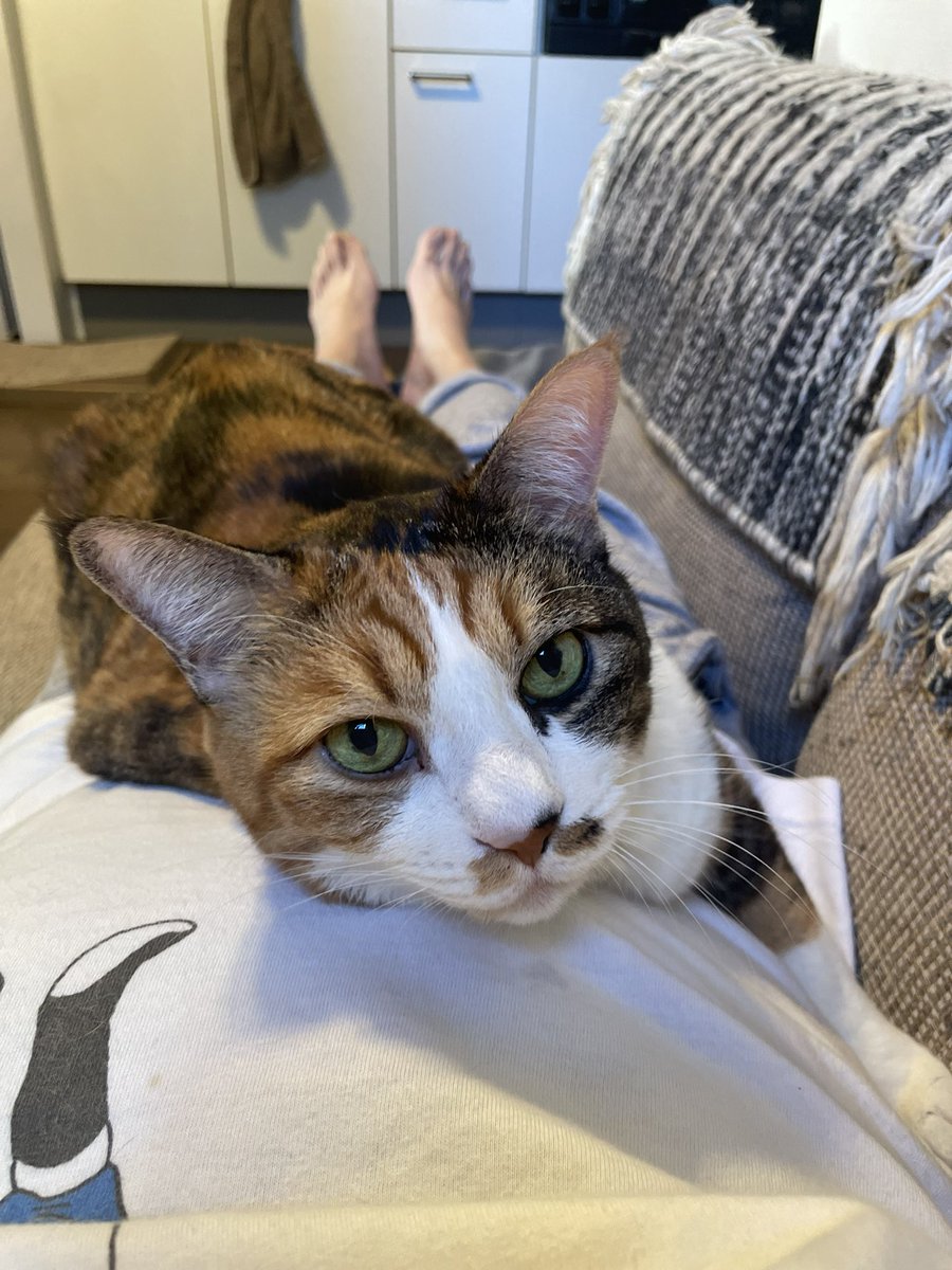 猫目 美人カメラ目線とブス顔のギャップ最高 #猫のいる暮らし