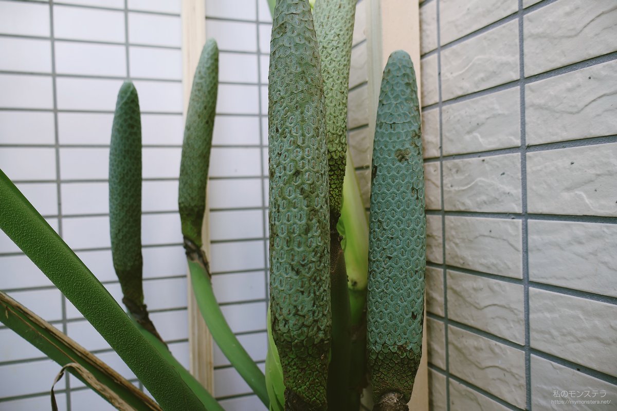 t*p様 超希少‼️モンステラハリケーン　特選美株❣️ t*p様 超希少‼️モンステラハリケーン 特選美株❣️ おしゃれで