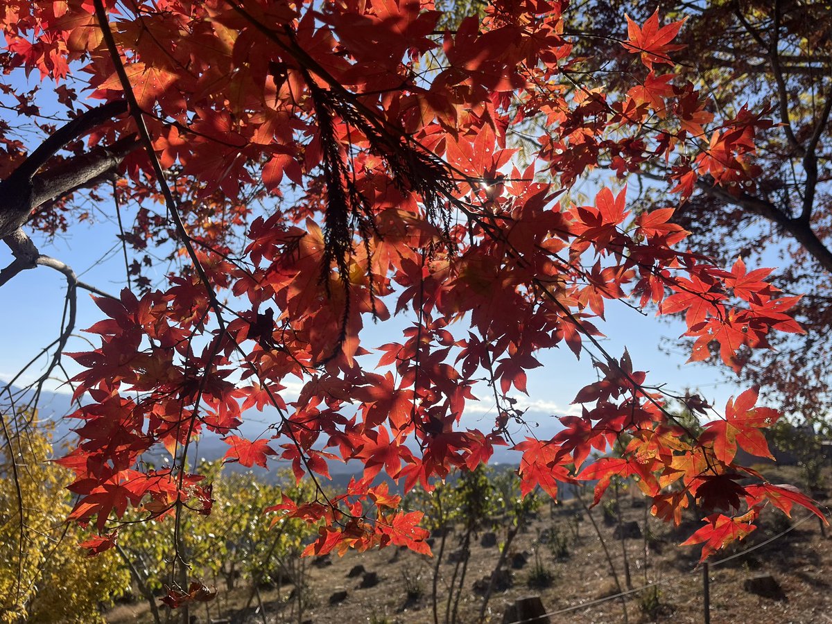 JS1HWN's tweet image. SOTA JA/ST−019
各局様ありがとうございました。
もう11月も終わりだというのに
陽射しが暑かったです。