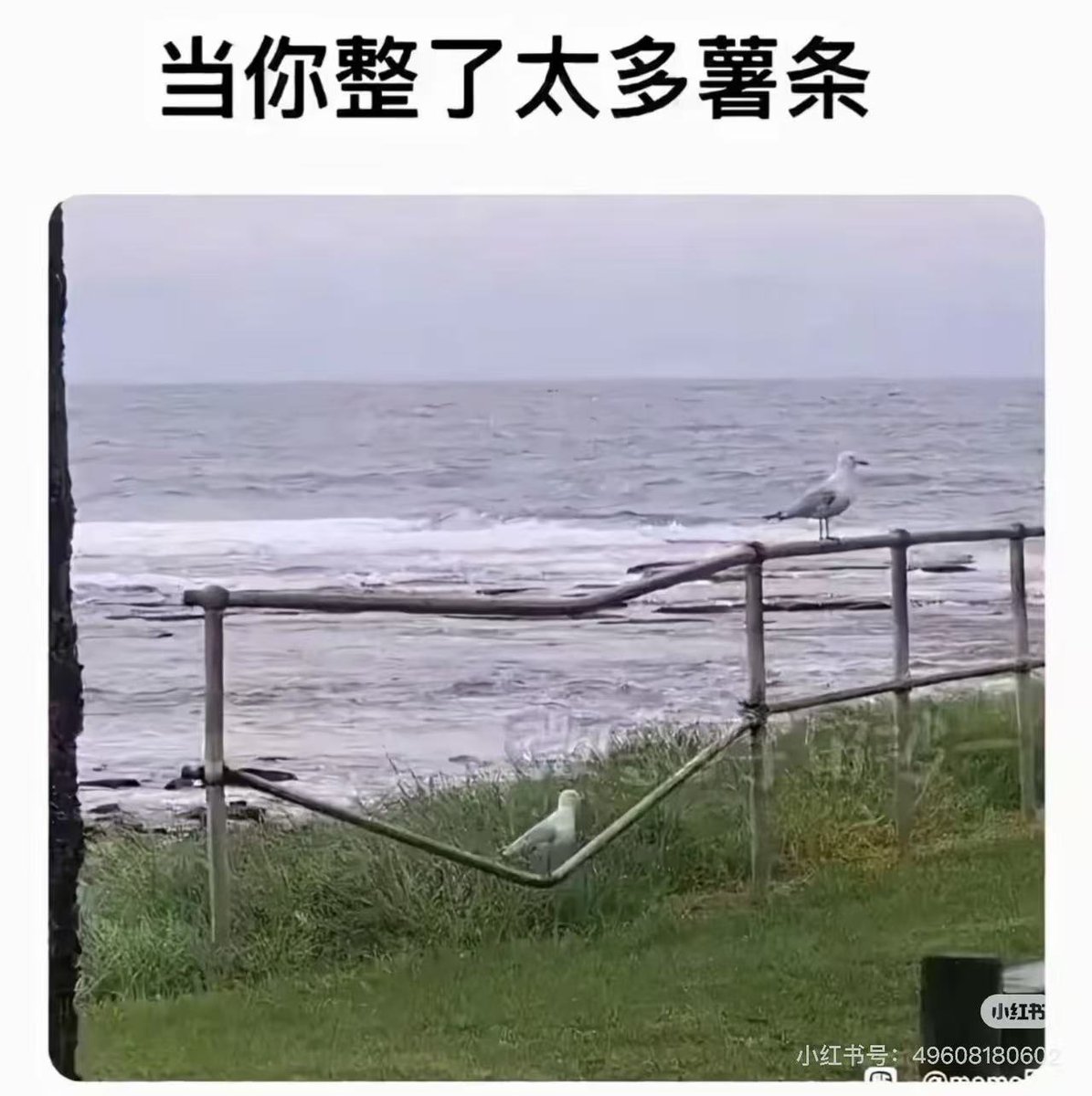 lxn2umerical's tweet image. 我要吃薯条四重奏