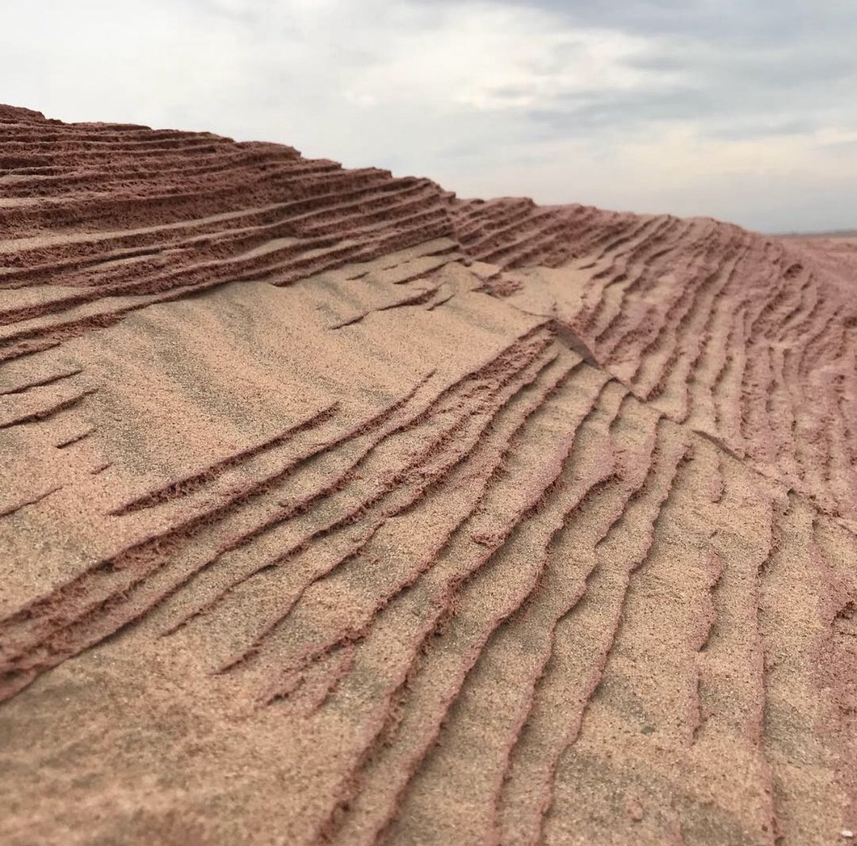 Mhnaqi's tweet photo. تم الإعلان رسميًا عن أول حديقة جيولوجية في الكويت – Geopark، وهو مشروع وطني يعكس أهمية حماية وتطوير مواقعنا الطبيعية الفريدة.

وبكل فخر، وخلال أقل من 4 سنوات من تأسيس الجمعية الكويتية لعلوم الارض، استطاعت أن تكون جزءًا من هذا المشروع المهم و ساهمت في تحقيق هذه الخطوة التاريخية https://t.co/tp9rNR2e1f