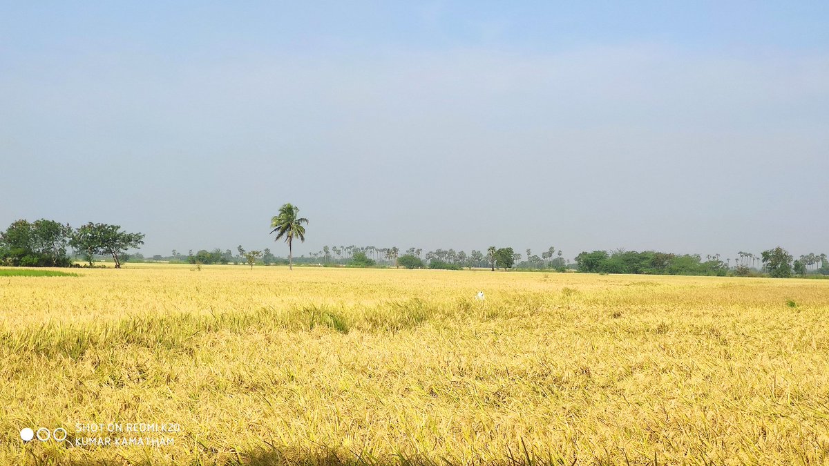 kumaraswamikam3's tweet image. #farming #agricultores #paddy 
180days of farming results
