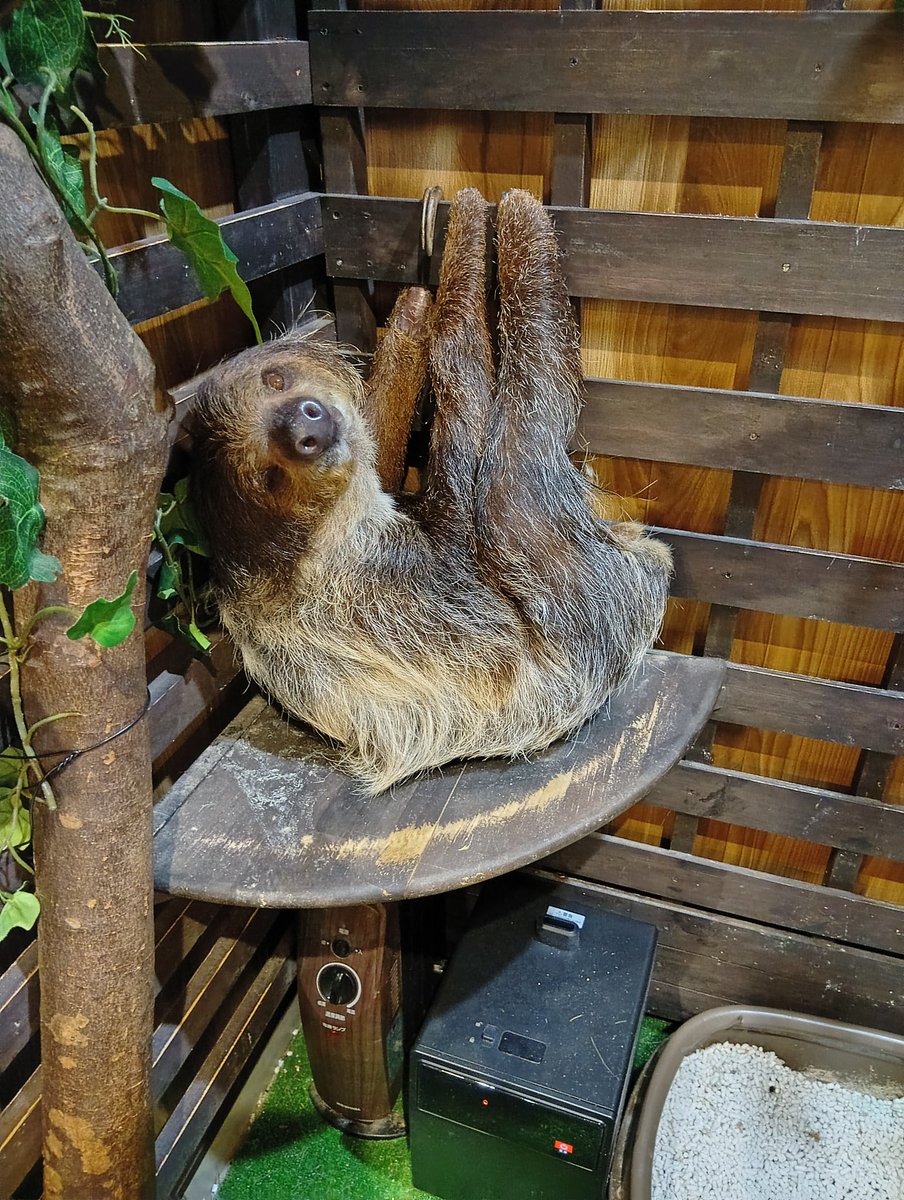 タカ（笹川ラメ子）1/31たぬきのつどいサークル参加 (@usagitonekosuke