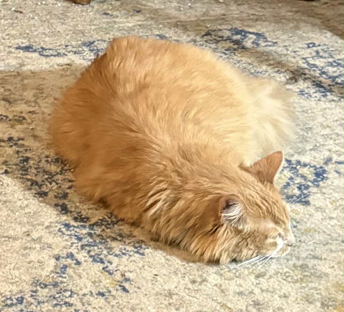 Buttons10's tweet image. My boy floof vomited blood Tues, rushed to vets, xrays good, bloods not so much, his platelet count was really low, preliminary diagnosis IMT, rare in cats, He is taking medicine well, any positive vibes for Tues recheck would be appreciated