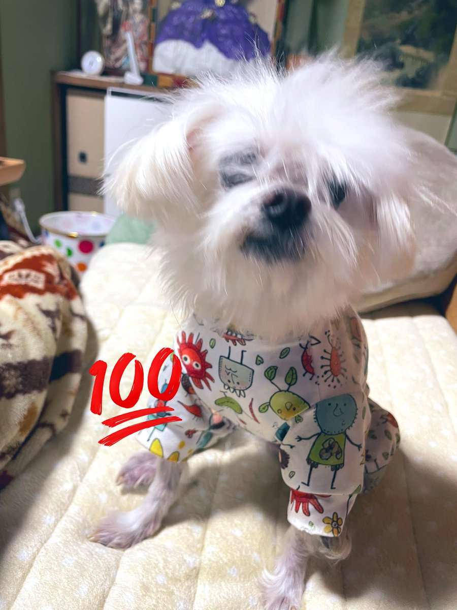parry_border210's tweet photo. シャンプーしました🧴🧼サラサラふわふわ〜！ 
 #ボーダーコリー  #bordercolle #マルチーズ  #犬のいる暮らし  #トリミング https://t.co/fvtwTeSadN