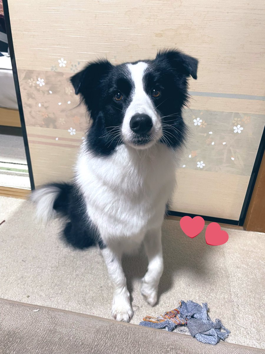 parry_border210's tweet photo. シャンプーしました🧴🧼サラサラふわふわ〜！ 
 #ボーダーコリー  #bordercolle #マルチーズ  #犬のいる暮らし  #トリミング https://t.co/fvtwTeSadN