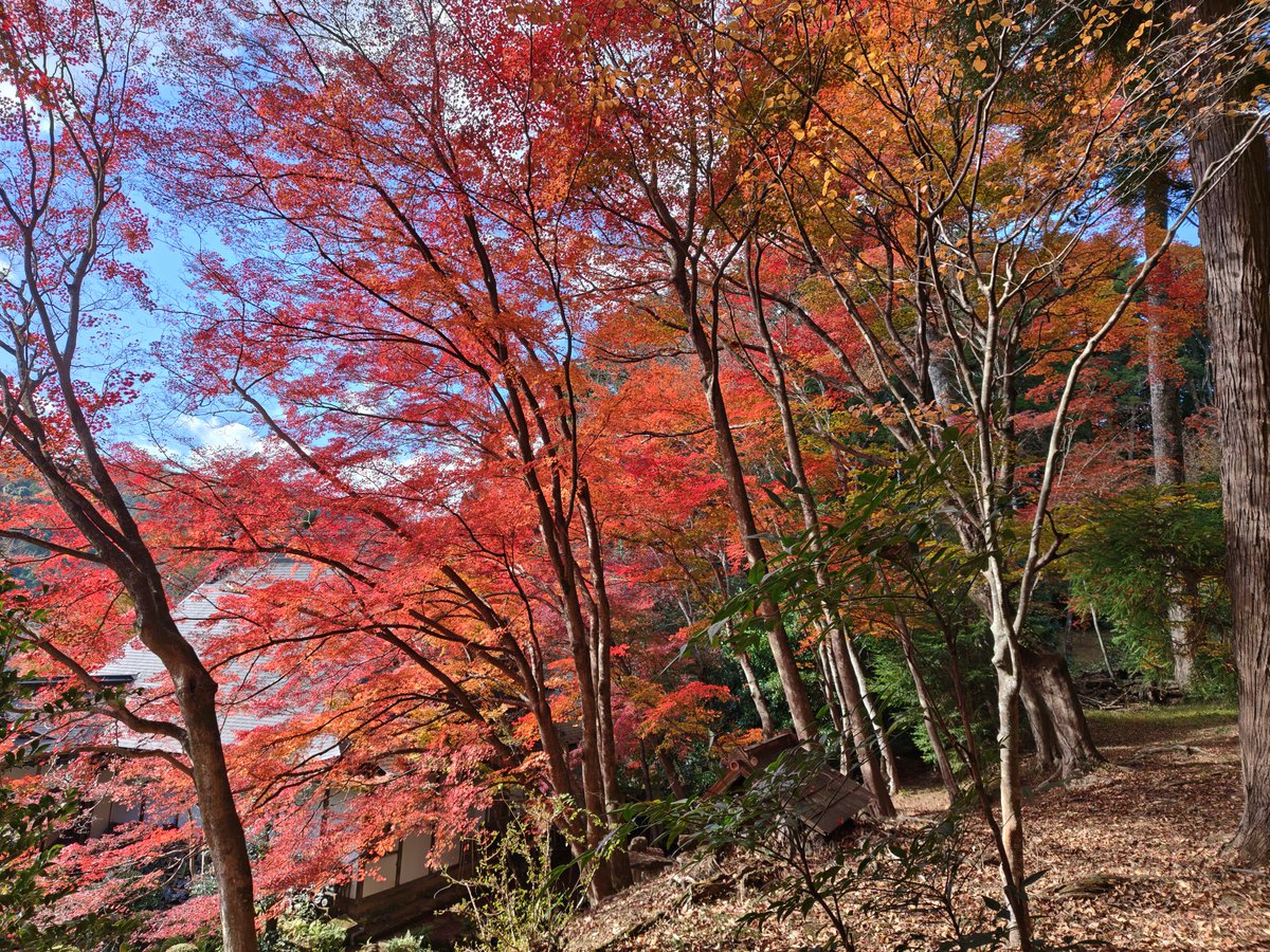 PILEUPREVERSI's tweet image. 神崎郡福崎町にある沙羅の寺 應聖寺
テーブルに反射させて撮影できるのが売り！
#reflection