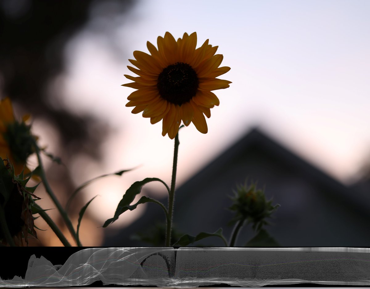 bg_anon's tweet image. If the cameras don&apos;t apply the ISO evenly, but only on the dark areas, then we can get great images automatically straight out of the camera! It&apos;s a stupid design!