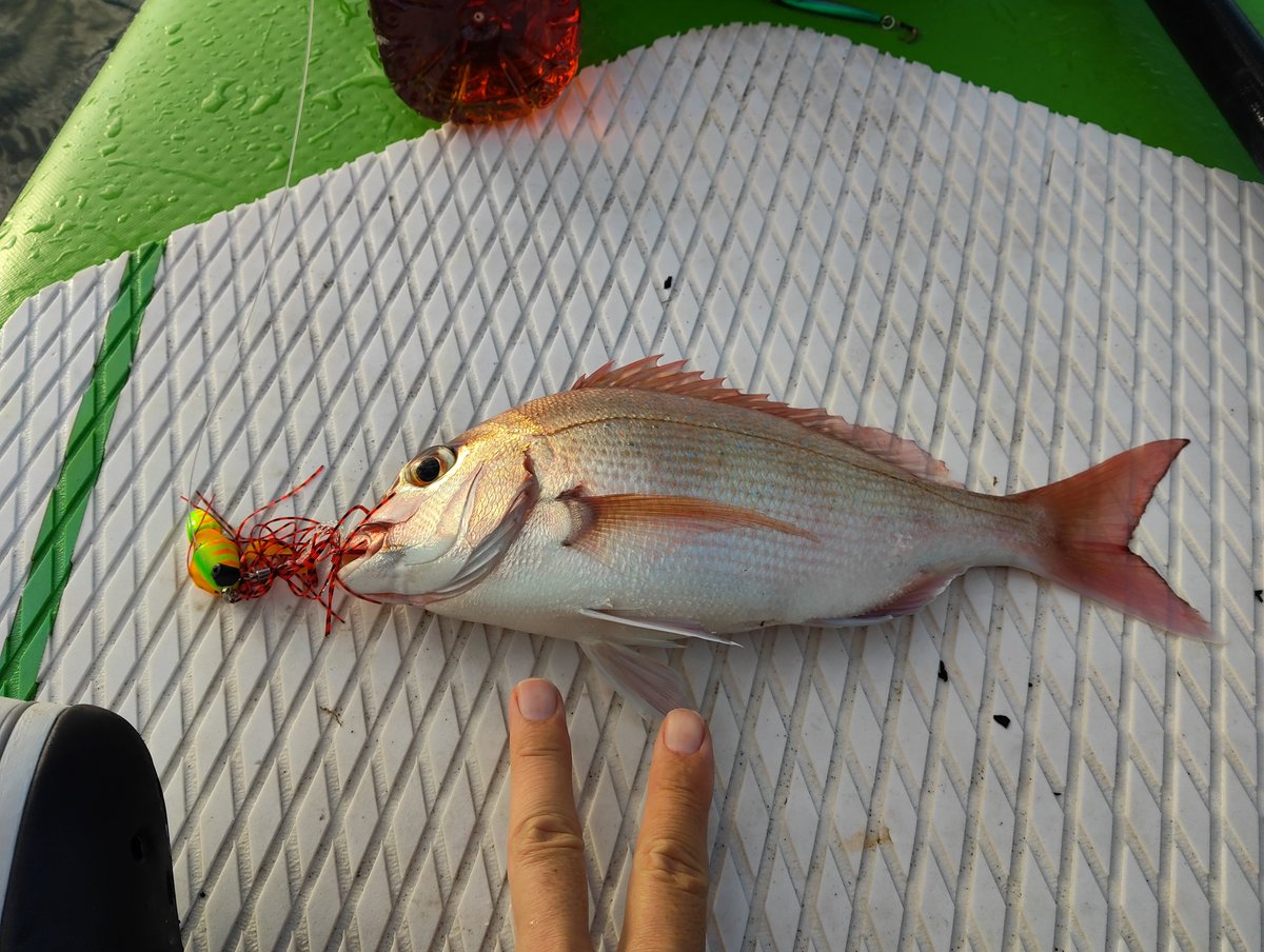 ラグーンの釣り人 tweet media