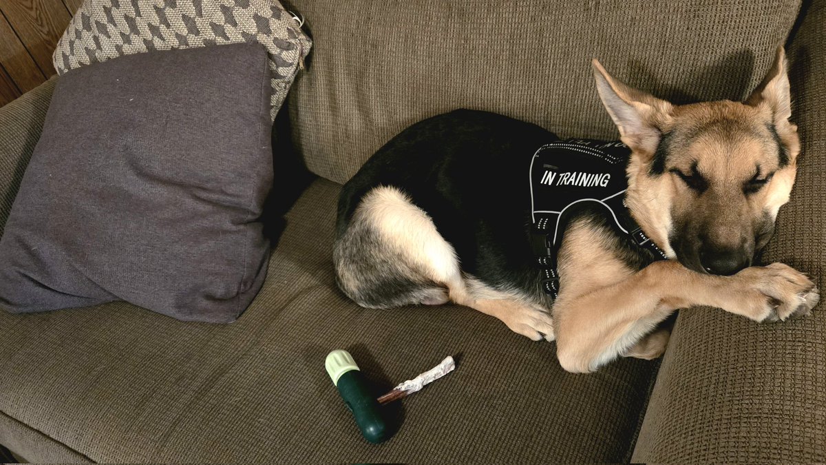 tElizaRose's tweet photo. caption this
#ServiceDog #ServiceDogInTraining https://t.co/nKUpwqKsl5
