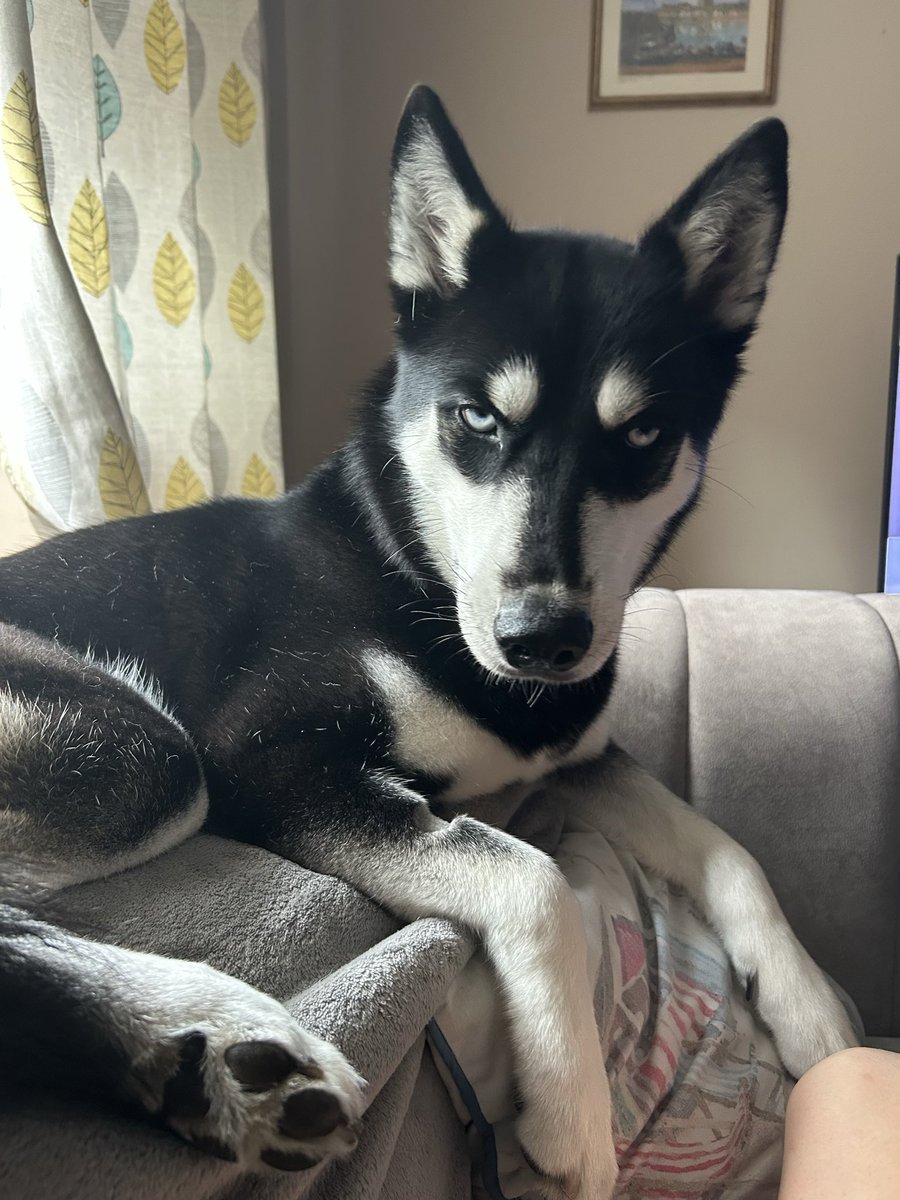 rockcandy2010's tweet image. Whoever called it a “hot flush” was being polite.

It’s a full body explosion and Rizzo looks at me like I’m malfunctioning. 🥵🐺 #SiberianHusky